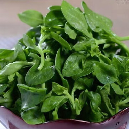 新鲜田七菜现摘现发穿心莲菜