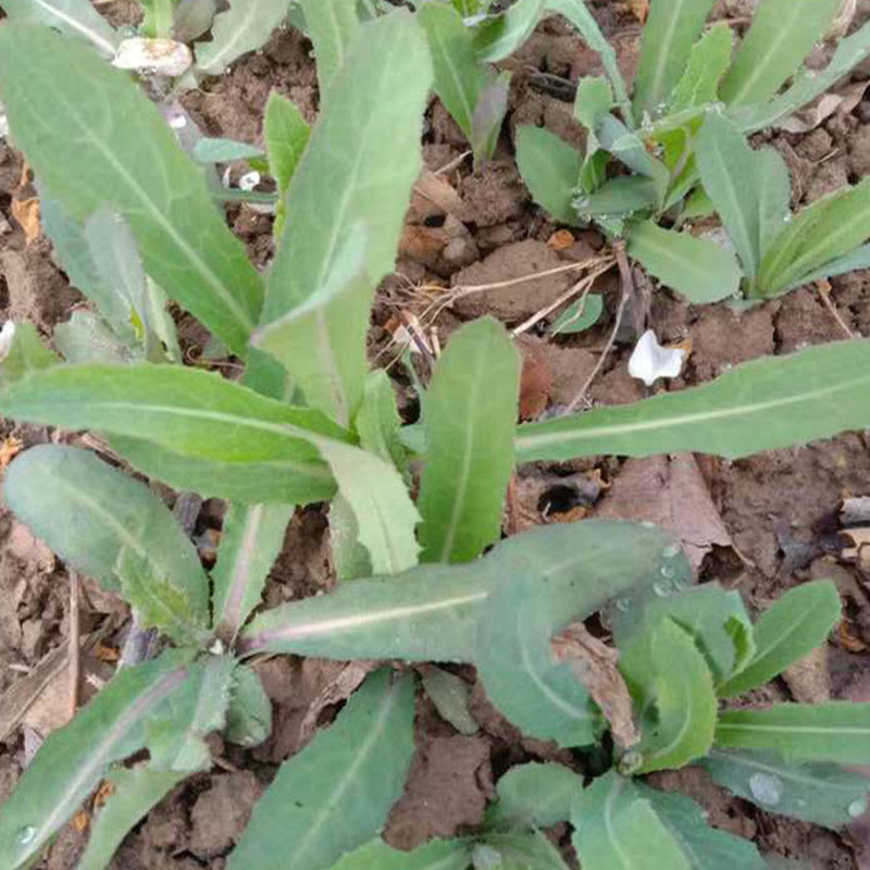 曲曲芽 现挖曲麻菜山东野菜新鲜带根曲曲菜 带箱5斤装顺丰包邮