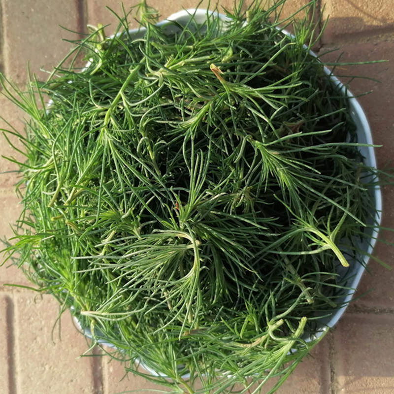 猪毛菜新鲜蓬蓬菜纯野生蓬子菜 扎蓬棵 整颗猪毛婴 500g顺丰包邮