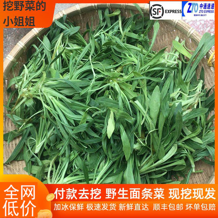 面条菜纯野生野菜时令羊蹄棵新鲜现挖现发山东特产馍馍柳顺丰包邮