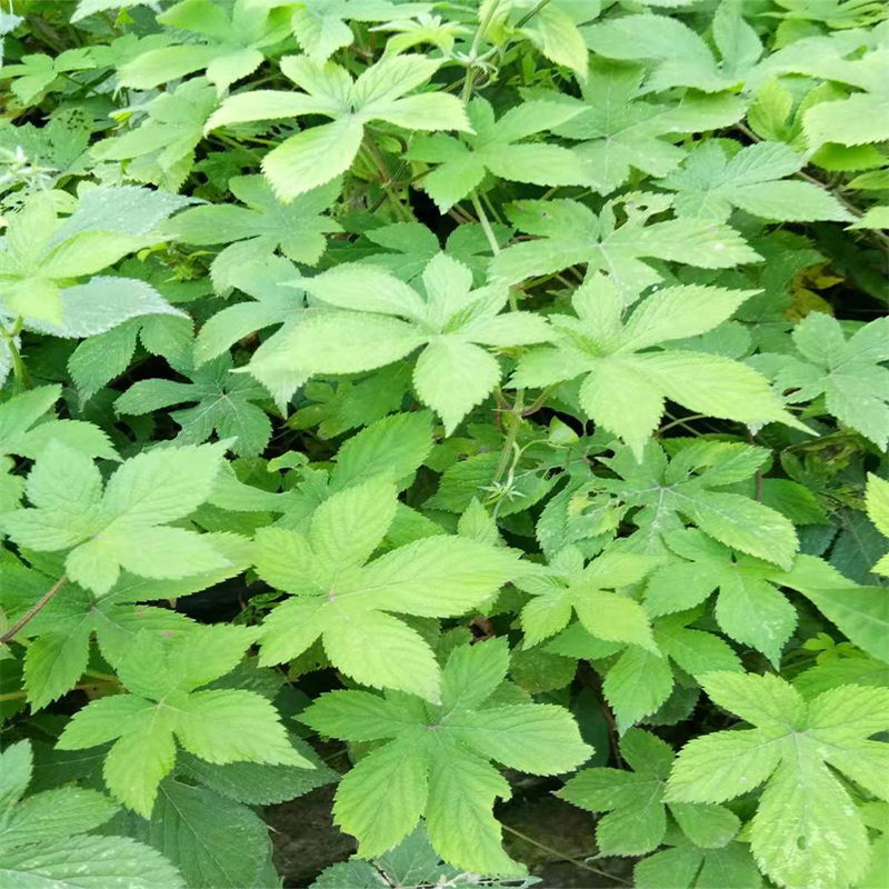 拉拉秧纯野生新鲜葎草五爪龙现摘现发草勒草割人藤拉拉藤顺丰包邮