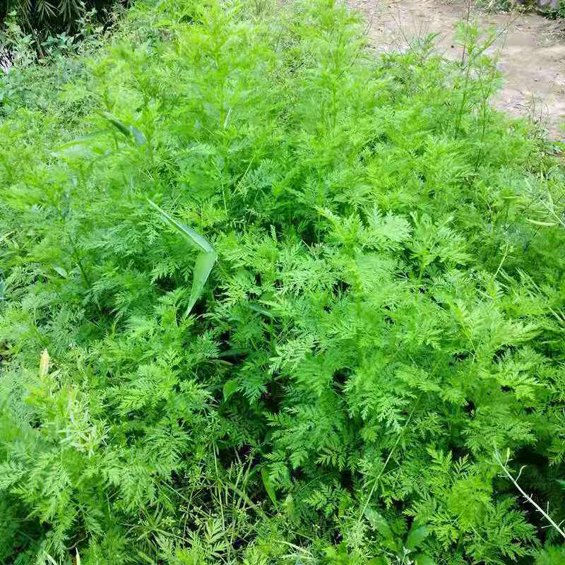 臭蒿新鲜青蒿现挖现发黄花蒿中药材黄蒿带根带叶苦蒿顺丰包邮