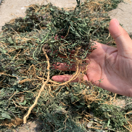 野生自然晒干苦菜500g装带根带叶