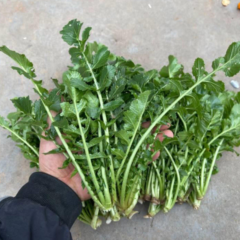萝卜缨子新鲜头茬山东特产当季时令蔬菜萝卜菜叶子带箱5斤装包邮