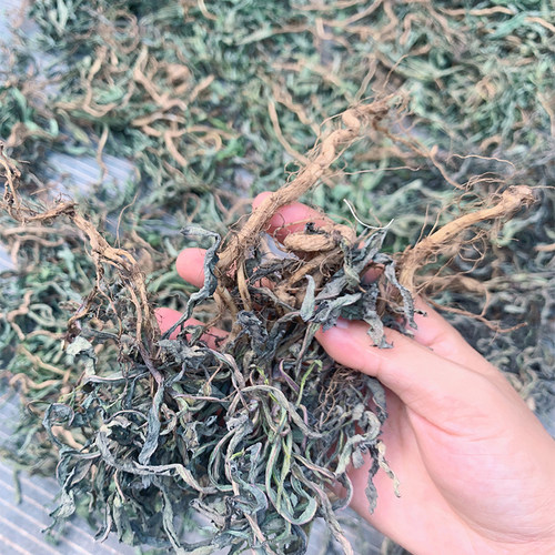 晒干野生苦苦菜新鲜250g顺丰包邮