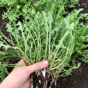 蒲公英新鲜山东野菜纯野菜婆婆丁现挖现发整颗蘸酱菜顺丰 包邮