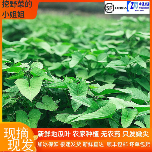 新鲜地瓜叶当季野菜山东蔬菜