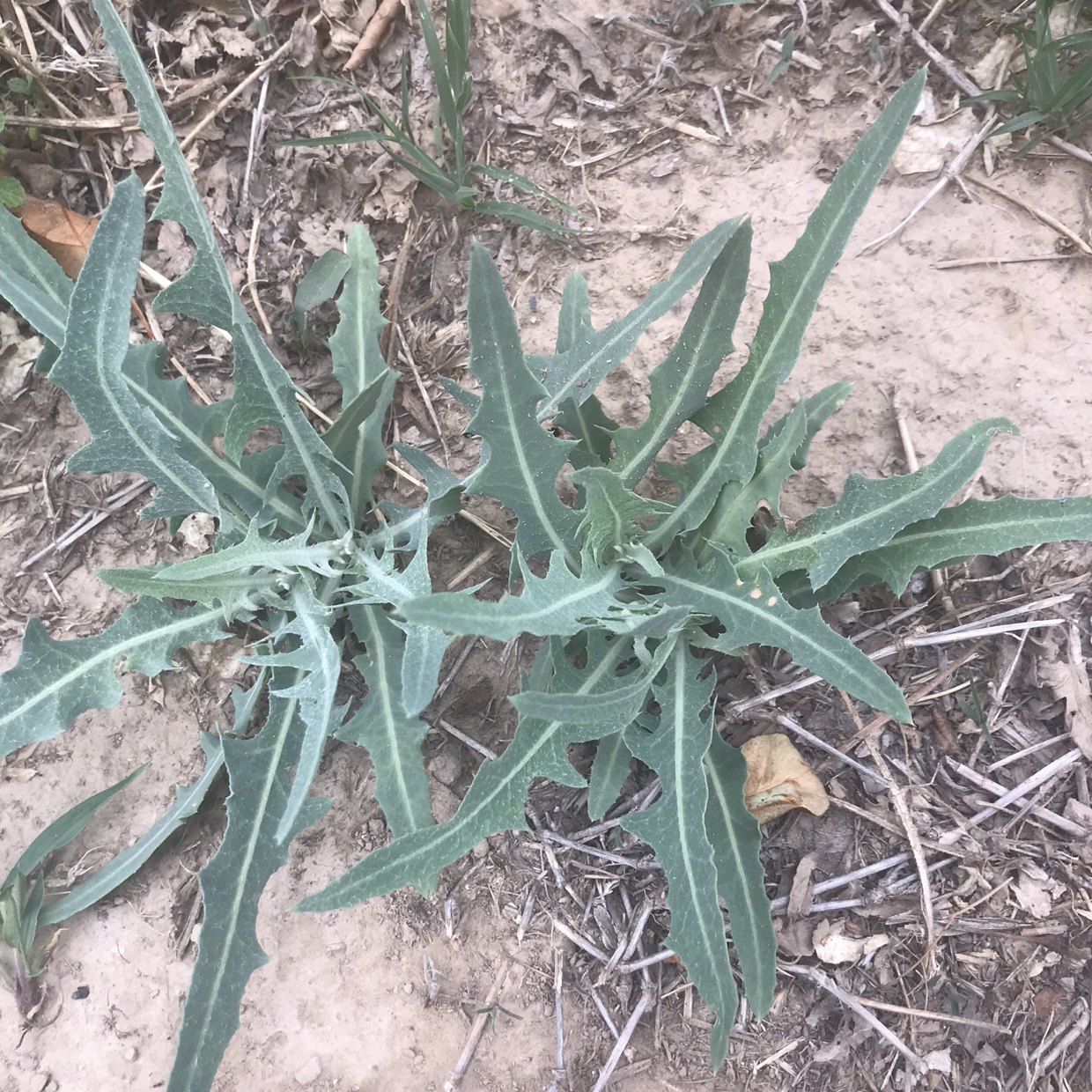 乳苣菜菜新鲜乳苣现挖现发野苦菜紫花莴苣菜中药材500克顺丰包邮