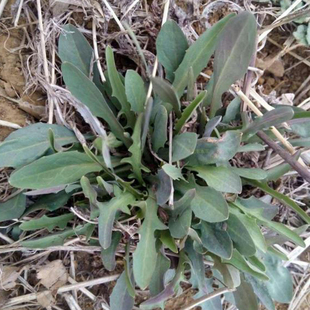 苦苦菜 带根带叶苦苦菜新鲜 苦喋子现挖现发苦麻菜500g装顺丰包邮