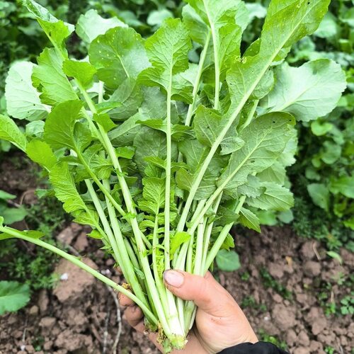 当季头茬白萝卜缨现摘