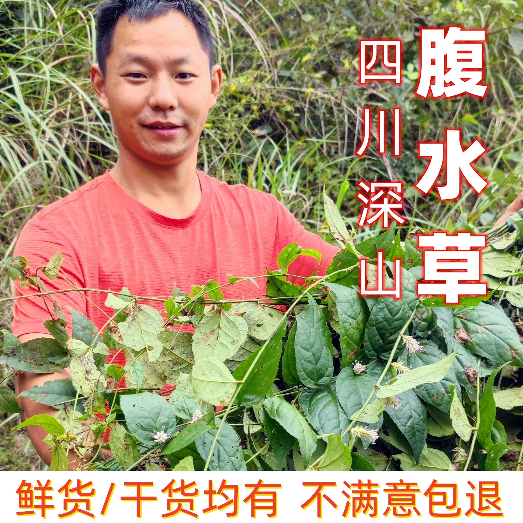 四川深山新鲜腹水草梅叶伸筋草仙桥草仙桥草翠梅草两头根爬中药材