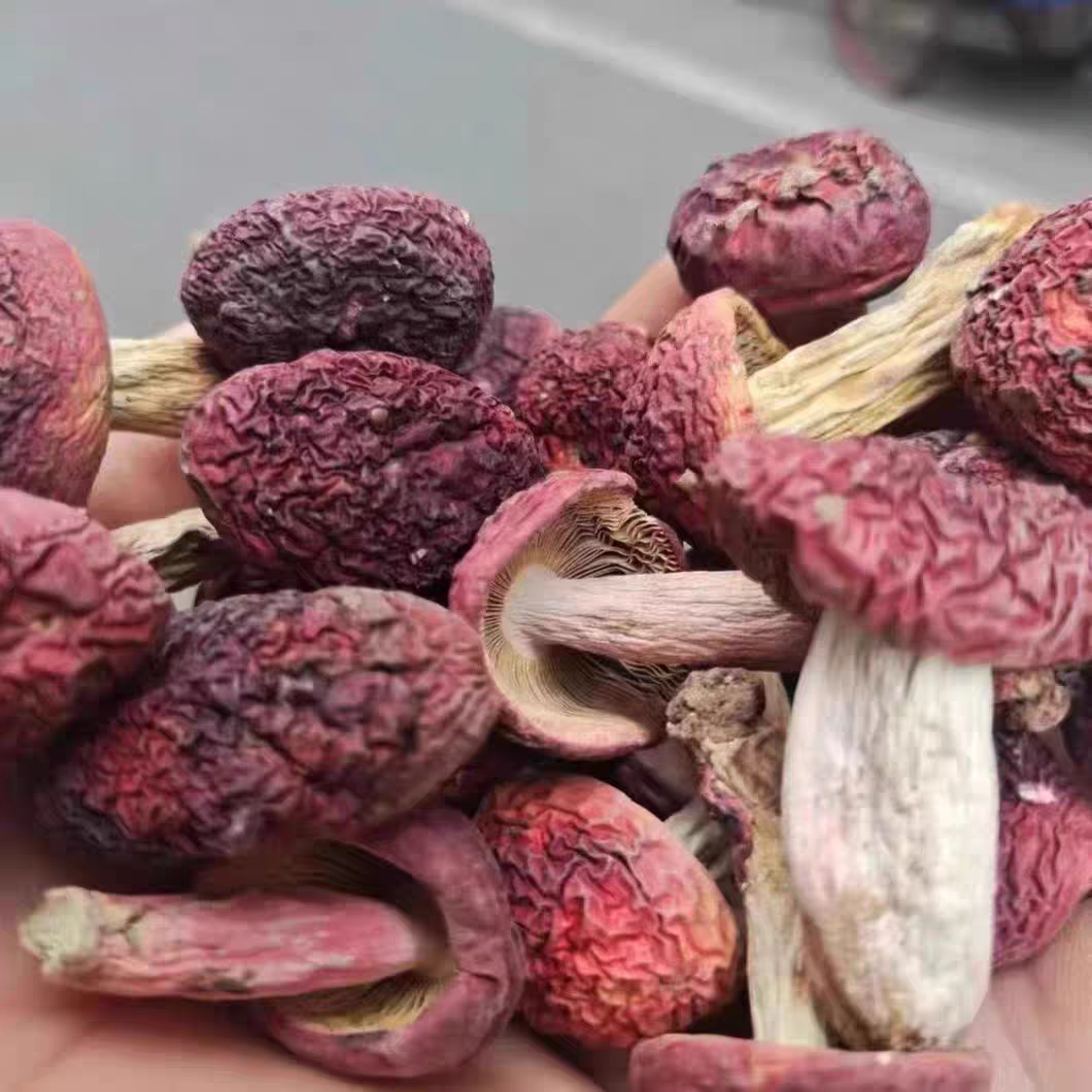 云南特产红菇煲汤食材