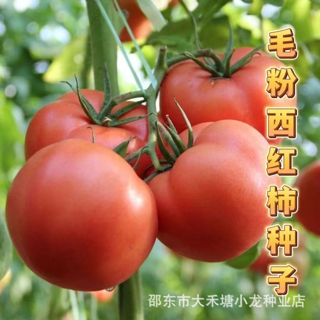 毛粉802西红柿种子非转基因沙瓤阳台庭院西红柿蔬菜种籽番茄