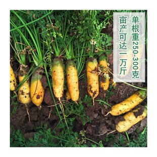水果型齐头黄胡萝卜种子西洋黄参胡萝卜籽春秋冬播种蔬菜种孑庭院