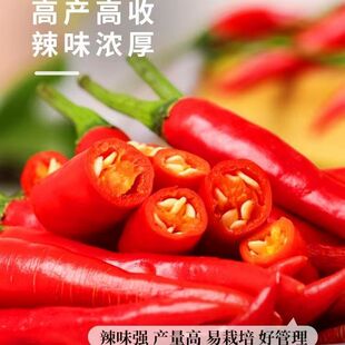 菜园蔬菜种子大全阳台播种 朝天辣椒种子高产超辣早熟辣椒种籽四季