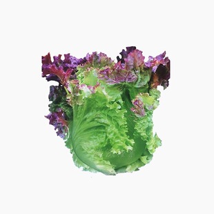 蔬菜种籽盆栽青菜种孑 紫罗盛帝紫边生菜种子好吃耐热抗病抗寒四季