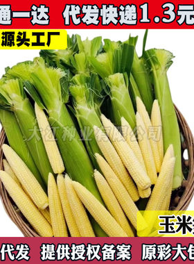 甜玉米笋种子小玉米芯仔种籽特色蔬菜迷你玉米笋水果玉米高产