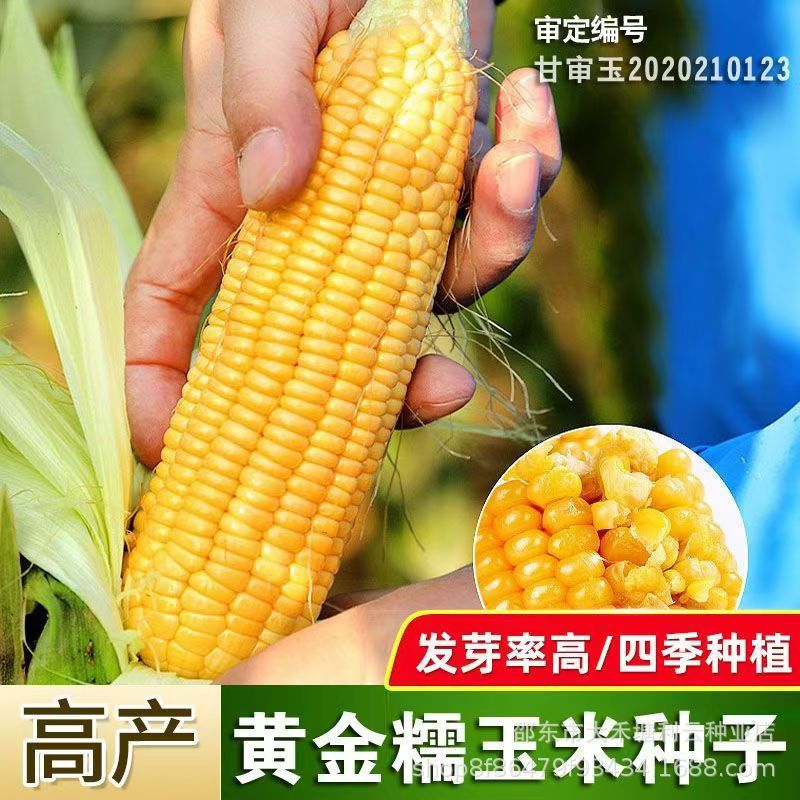 昕糯628玉米种子早熟中熟黄糯大穗软糯可口糯玉米种子杂交品种籽