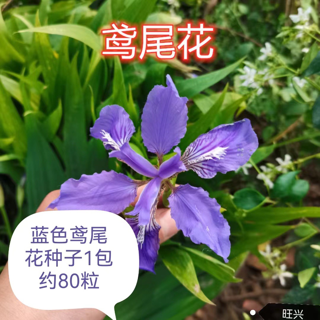 蓝花鸢尾种子紫蝴蝶大花萱草花种子多年生阳台庭院绿化景观花籽