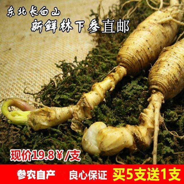 长白山脉新鲜人参足年鲜林下参15克1颗包邮