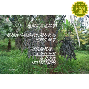 真空包装新鲜越南 刺虎追风果现摘外用 送鸡血藤红花伸筋草外用