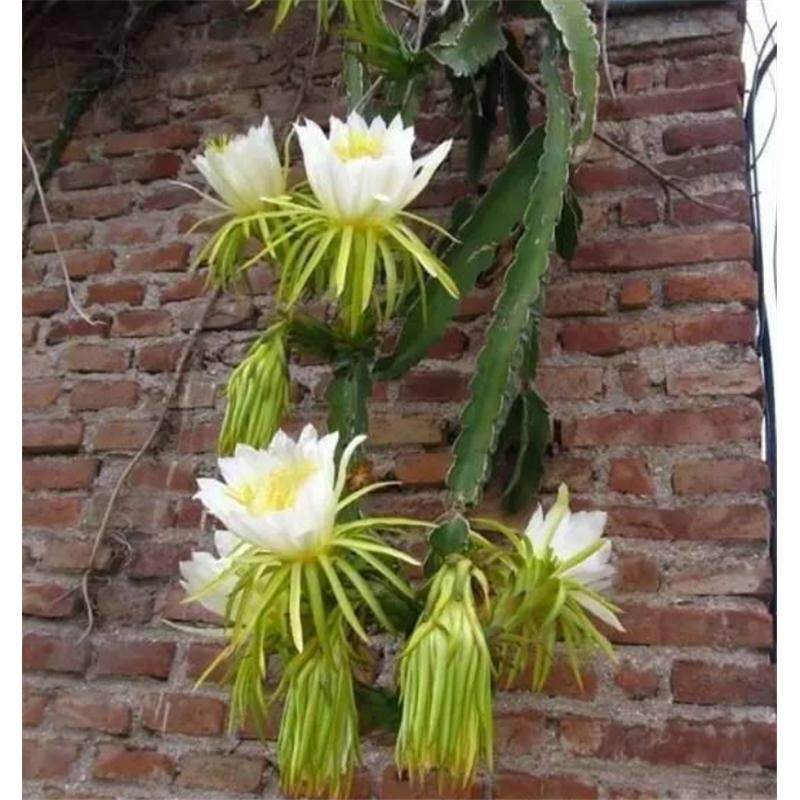 新鲜霸王花苗剑花苗量天尺种苗蟹爪兰嫁接砧木保健蔬菜四季易种苗