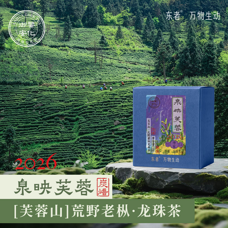 泉映芙蓉 芙蓉山荒野老枞龙珠安化黑茶75克616东者 好入门