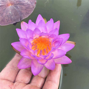 暹罗JBL紫二水跨亚属耐寒睡盆栽水带生花卉中型培莲盆栽种苗花苞