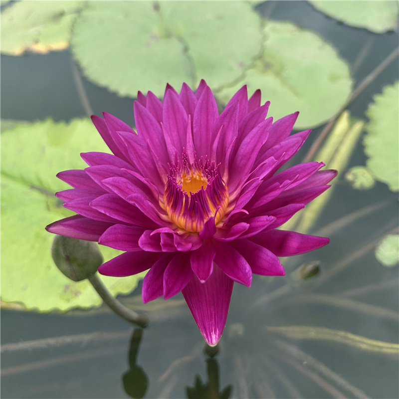 热带名贵睡莲银河系 公牛眼浓香大花水生植物室外庭院盆栽花卉图片