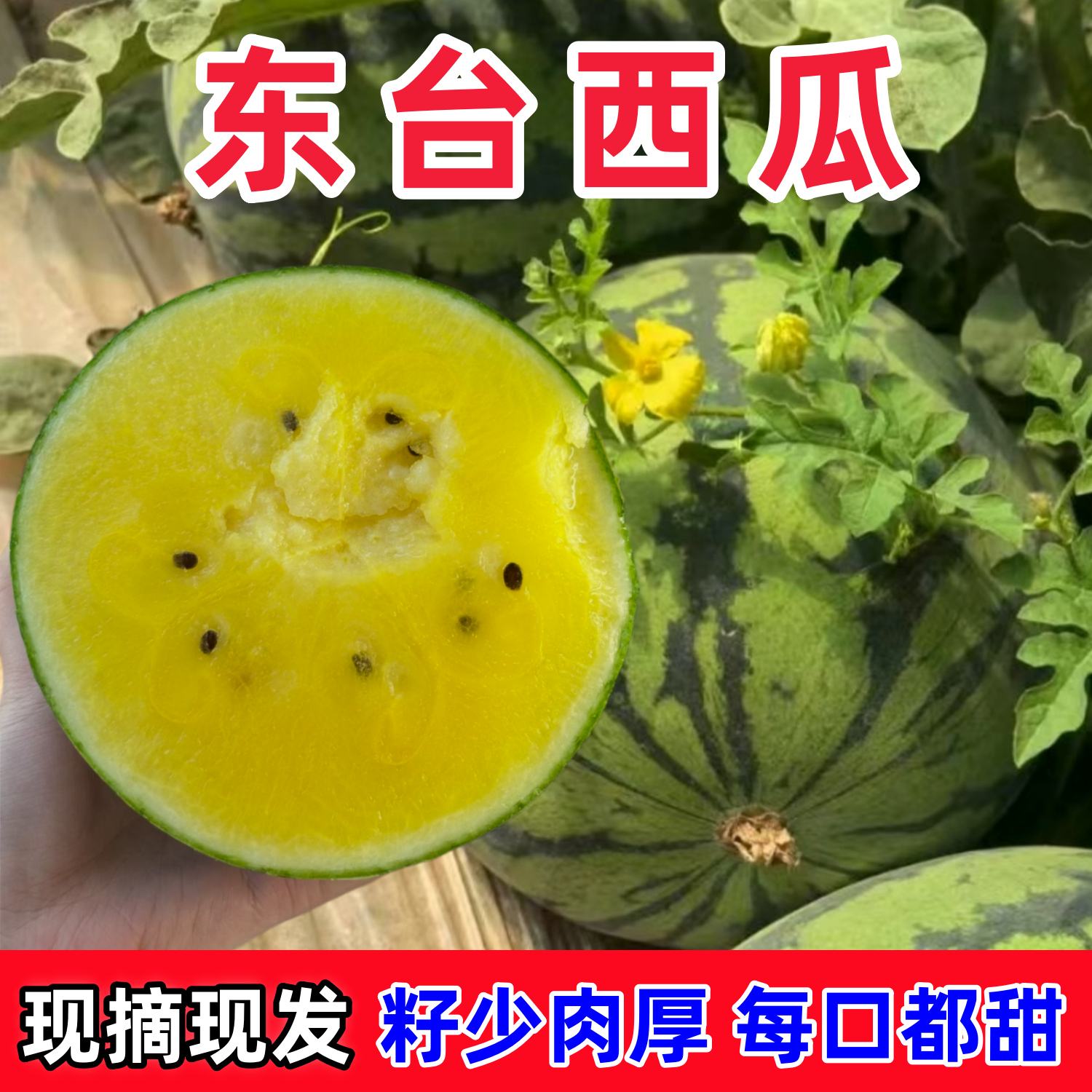 东台西瓜头茬薄皮冰淇凌西瓜特小凤时令水果现摘黄壤小兰西瓜