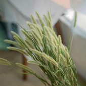 自然绿色尾巴狗尾巴草天然干花ins北欧风日式 饰花艺 小清新家居装