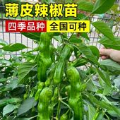 辣椒苗四季 秧苗二荆条长线椒螺丝小米朝天椒蔬菜苗盆栽高产羊角