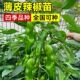 辣椒苗四季 秧苗二荆条长线椒螺丝小米朝天椒蔬菜苗盆栽高产羊角