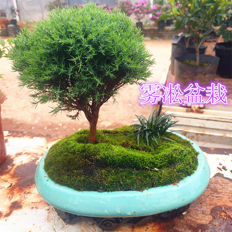 雾松盆栽室内外绿色植物四季常青桌面绿植