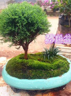 雾松盆栽室内外绿色植物四季常青吸甲醛净化空气好养殖微小型盆景