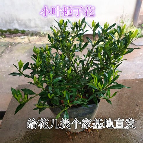 栀子花盆栽阳台庭院牡丹九里香
