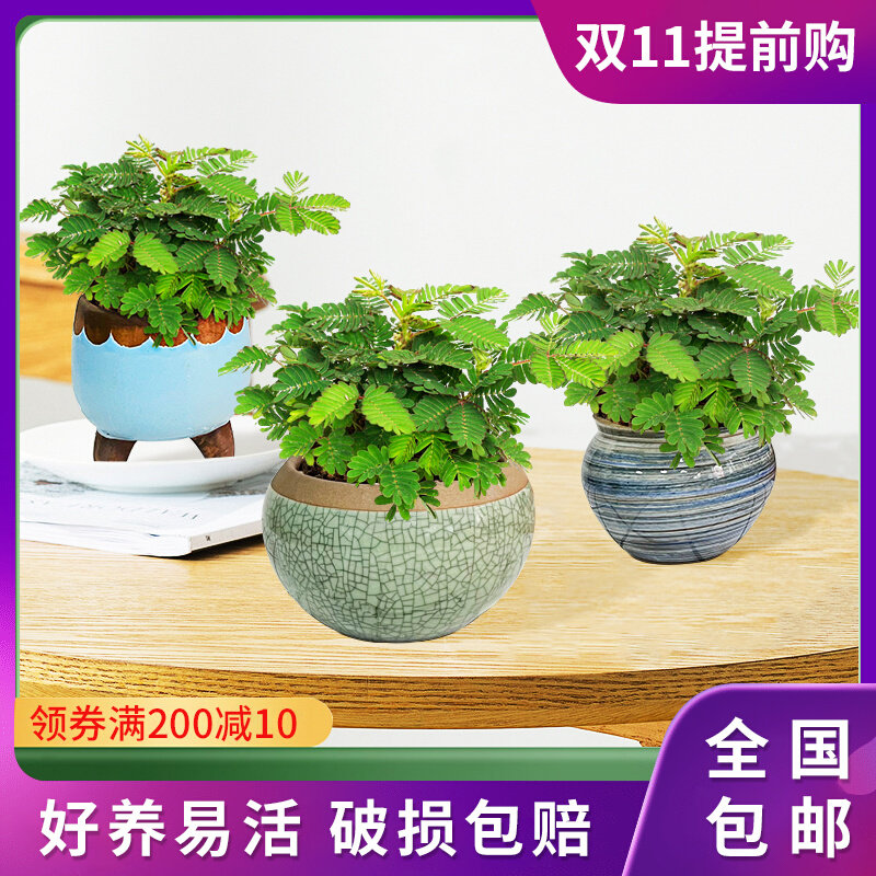 含羞草盆栽阳台常青好养易活窗台趣味花卉怕羞草儿童趣味绿植