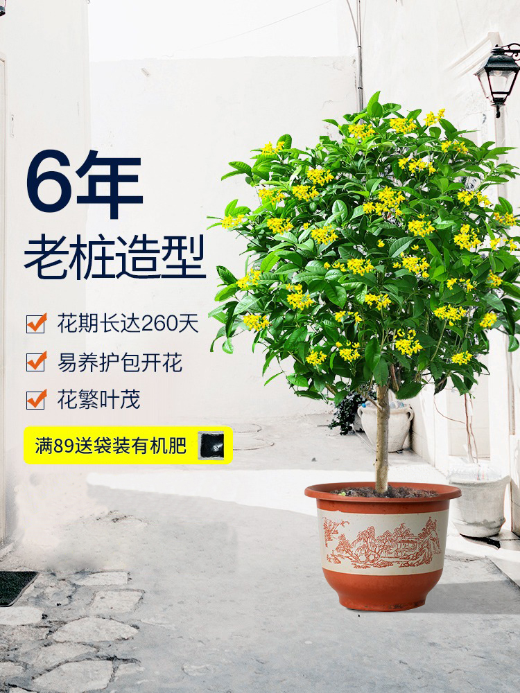 桂花树苗盆栽四季桂浓香型图片