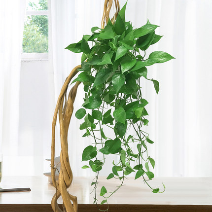 长款绿箩长藤绿萝垂吊绿植小盆栽水培壁植物室内除甲醛净化空气