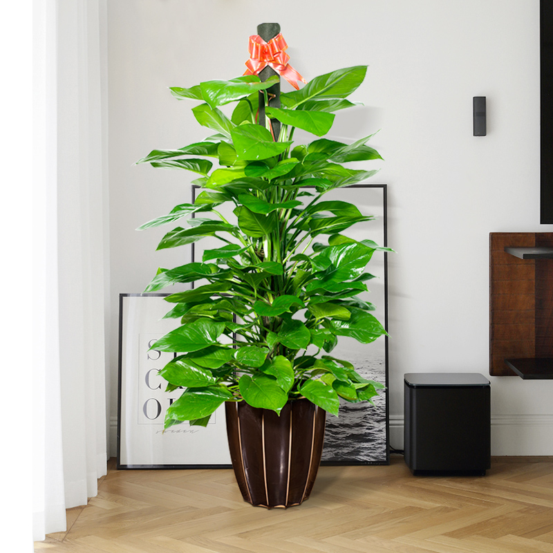 易活办室吸甲醛净化深圳绿萝柱