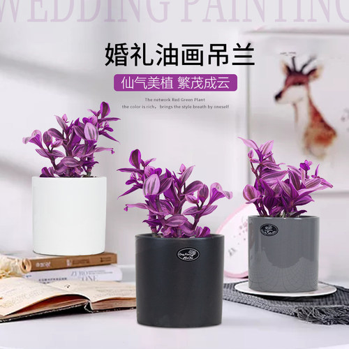 室内好养花卉吊兰盆栽油画婚礼