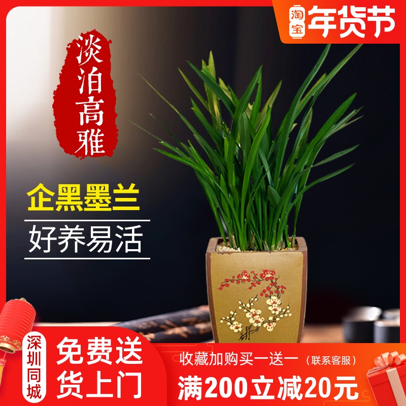 兰花墨兰盆栽企黑带花苞盆景桌面室内植物花卉绿植四季好养紫砂盆