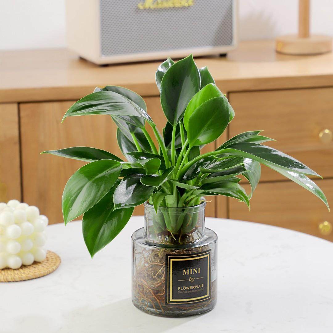 水培金钻绿公主盆栽花卉室内客厅植物好养吸甲醛办公桌面甲醛绿植