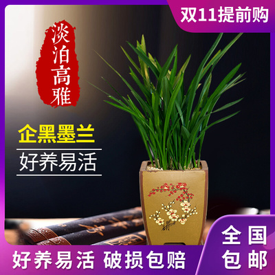 兰花墨兰盆栽企黑带花苞盆景桌面室内植物花卉绿植四季好养紫砂盆