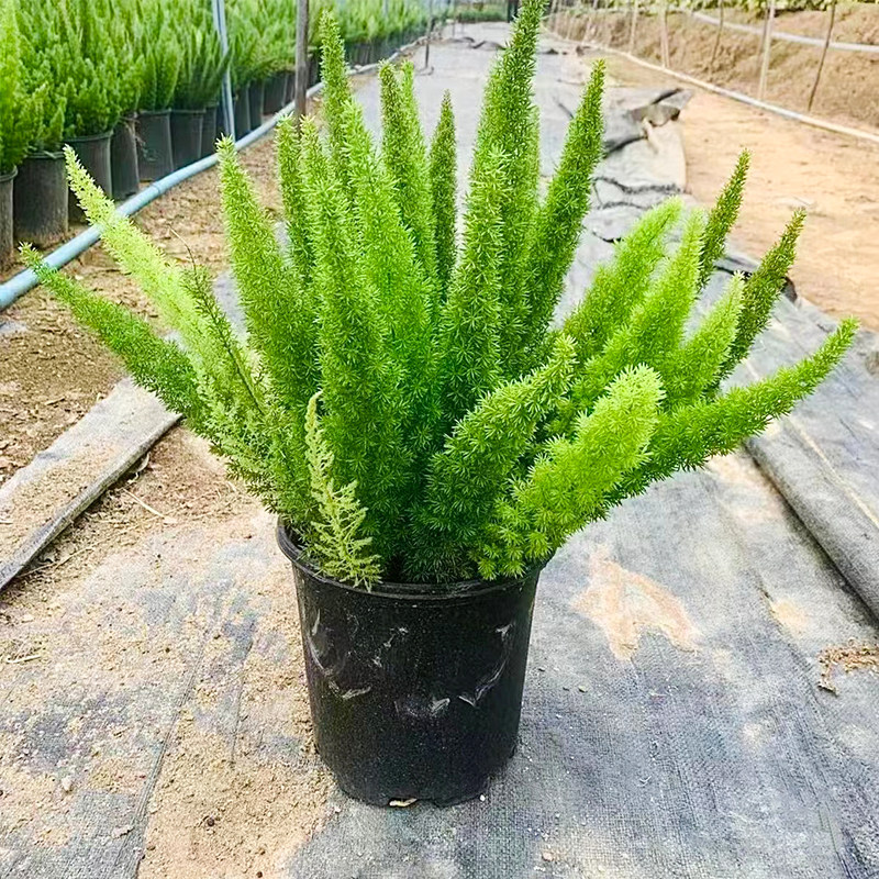 狐尾天门冬盆栽绿植小苗大苗吊兰庭院阳台花圃包邮植物狐尾天门冬