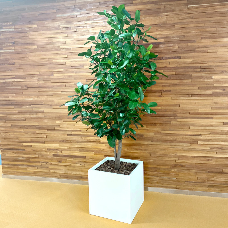 台湾菲岛福木树大型网红绿植盆栽室内客厅办公室植物净化空气好养