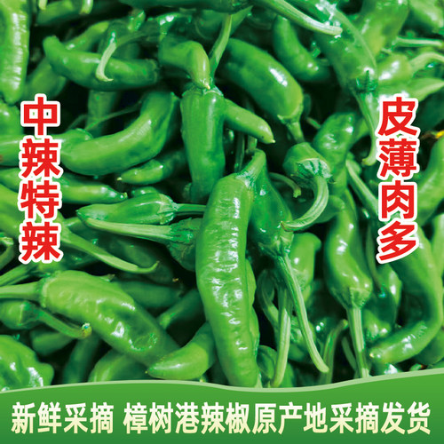 樟树港薄皮青辣椒新鲜盒装