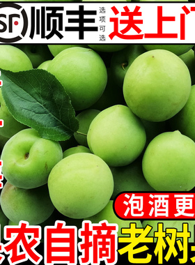 诏安正宗新鲜青梅果现采摘鲜果泡酒专用酸梅子水果高山老树青竹梅
