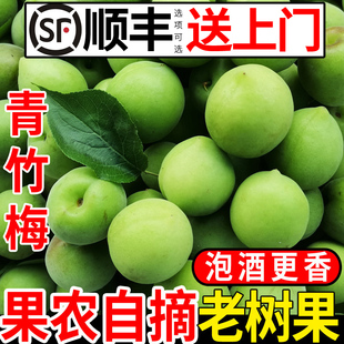 诏安正宗新鲜青梅果采摘鲜果泡酒专用酸梅子大水果高山老树青竹梅