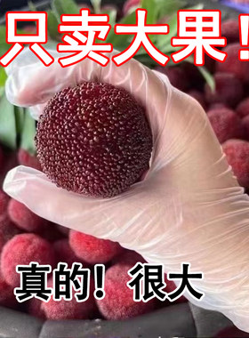 乒乓球大果仙居东魁杨梅现货秒发